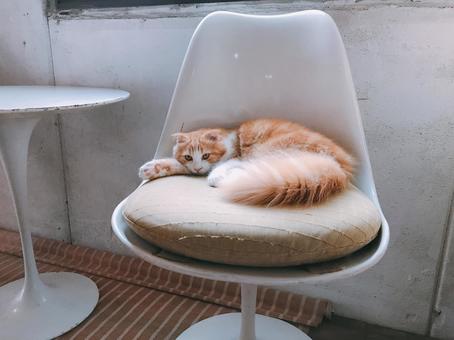 猫 猫の写真