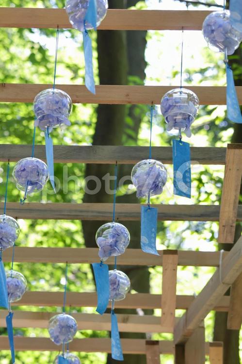 長居植物園の風鈴6 風鈴,夏,新緑の写真素材