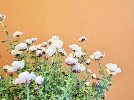 花かんざし⑦ 花かんざし⑦の写真