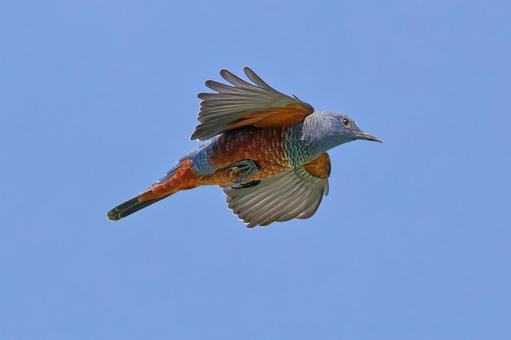 秋晴れの青い空を飛ぶイソヒヨドリの雄 イソヒヨドリ,磯鵯,オスの写真素材