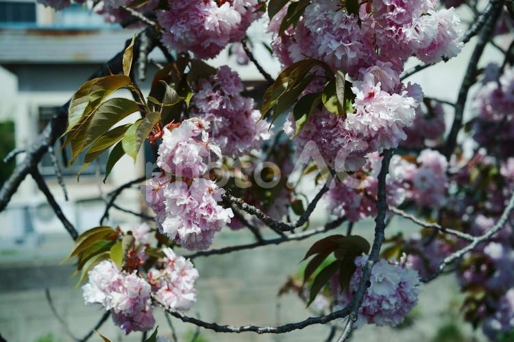 川沿いに咲いた満開の桜の花 桜,春,ピンクの写真素材
