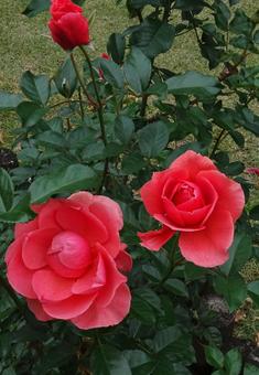 赤い薔薇たち バラ,植物,赤の写真素材