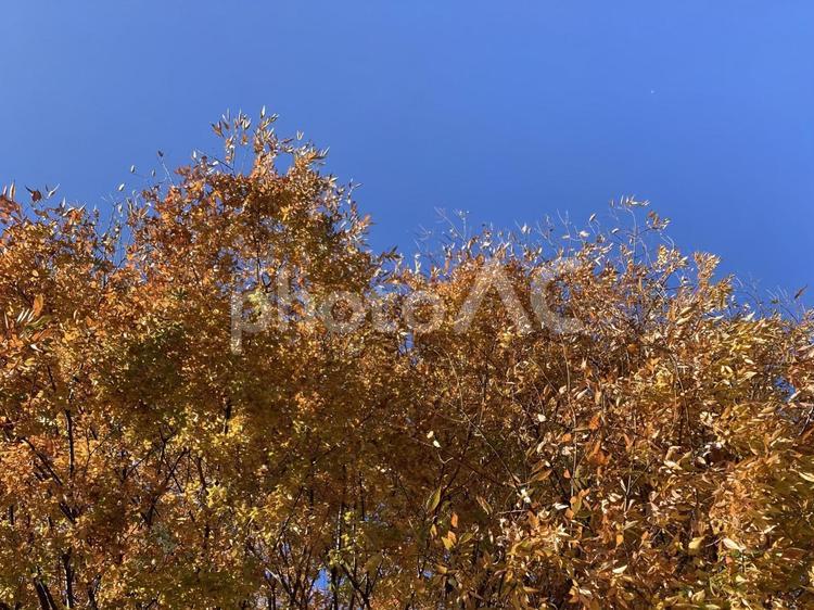 秋空と紅葉 秋空,紅葉,快晴の写真素材