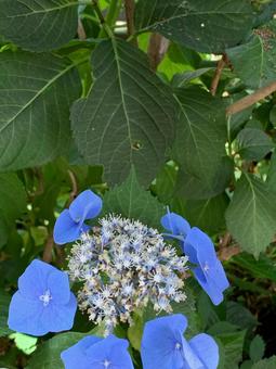 紫陽花_青01 紫陽花_青01の写真