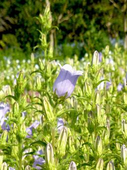 草むらに咲く薄紫色のフウリンソウの写真