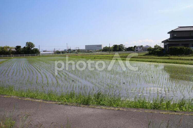 田植えの終わった水田 水田,田植え,稲作の写真素材