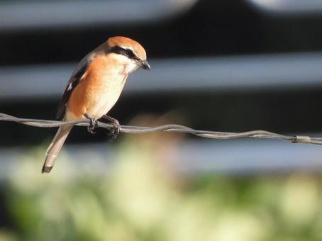 近所の電線に止まったモズの写真