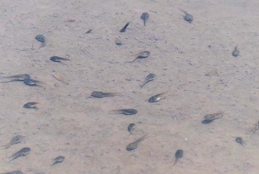 Photo, tadpoles, grain alignment, ootakko, 