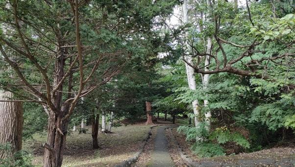 自然公園 自然公園の写真