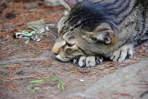 休むトラ猫 休むトラ猫の写真