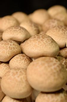 ぶなしめじ③ ぶなしめじ,しめじ,きのこの写真素材