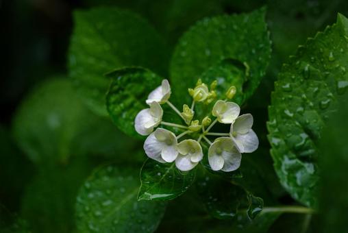 赤坂にある氷川神社の雨に濡れる白い紫陽花の写真