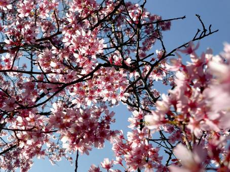 青空に向かう桜の木を下から見上げる 青空に向かう桜の木を下から見上げる サクラ,木,花の写真素材
