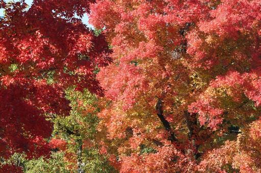 深まる紅葉 樹木,紅葉,公園の写真素材
