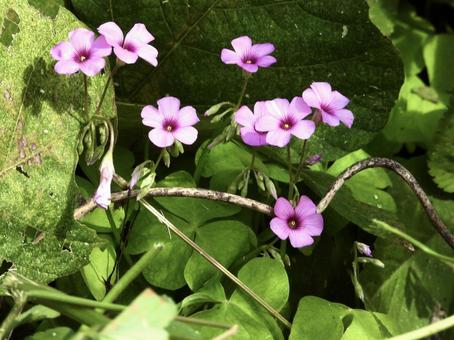 きれいな花 きれいな花の写真