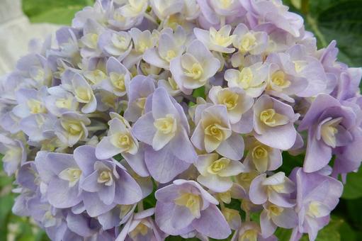 【花の写真】紫陽花の花 【花の写真】紫陽花の花の写真