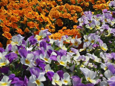 2色に咲き誇る花壇 2色に咲き誇る花壇の写真