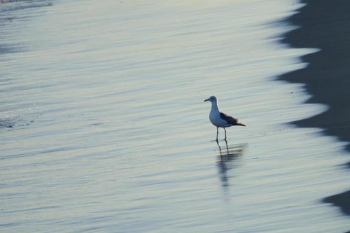 海鳥 海鳥の写真