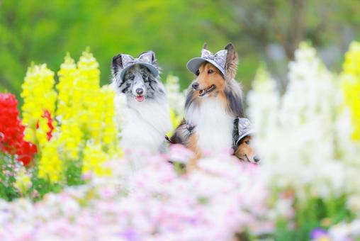 シェルティ シェルティの写真