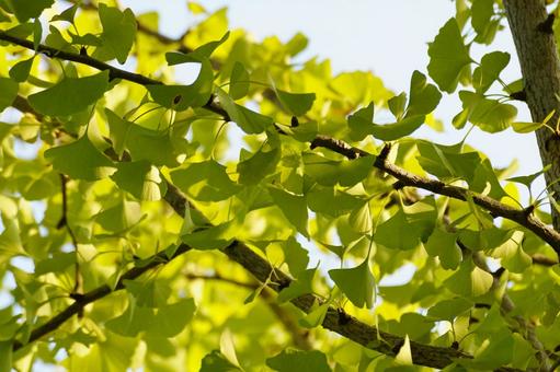 イチョウの葉 イチョウ,葉,黄葉の写真素材