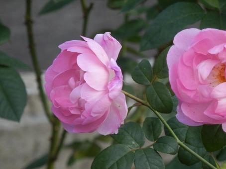【薔薇の写真】バラの花 バラ,薔薇,植物の写真素材