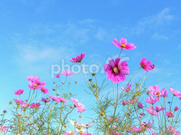 爽やかな風になびくコスモスの花 コスモス,はな,ピンクの写真素材