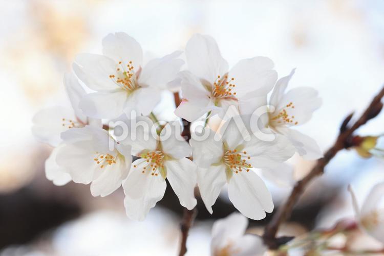 さくら　桜 桜,さくら,サクラの写真素材