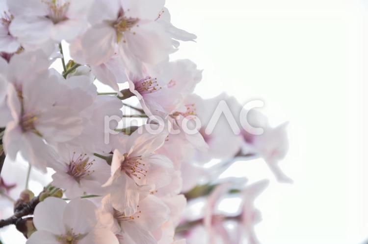 さくら　クローズアップ　春のイメージ　6 サクラ,さくら,桜の写真素材