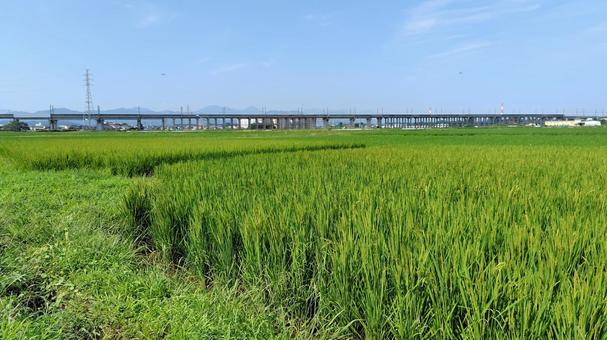 稲穂#02 稲穂#02の写真