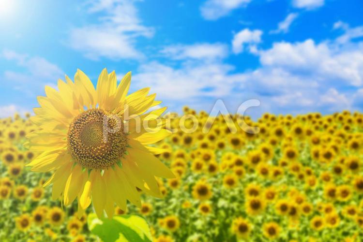 ひまわり畑と青空 ひまわり,花,夏の写真素材