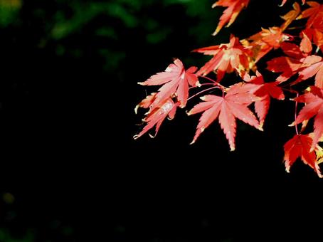 日本の紅葉 日本の紅葉の写真