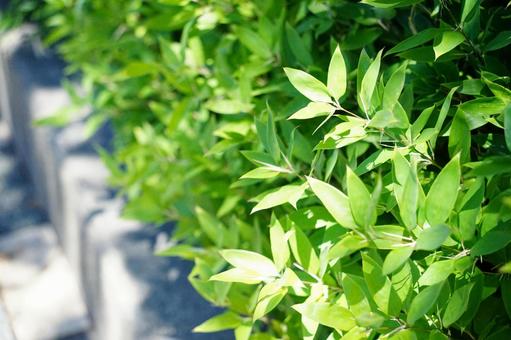 Fresh green leaves shining through the light, JPG