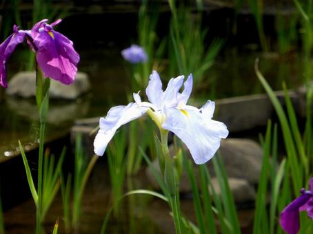 公園の水辺に咲くハナショウブ ハナショウブ,花,植物の写真素材