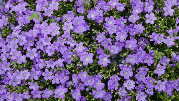 Campanula bellflower flower, JPG