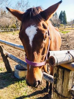 茶色馬のお顔 馬,牧場,午年の写真素材