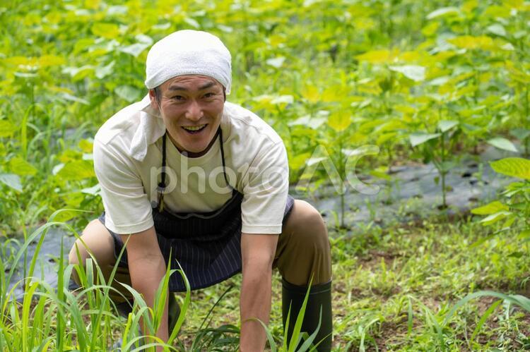 草むしりする男性 草取り,草とり,農作業の写真素材