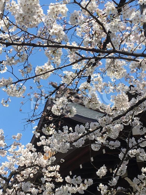 サクラ標本木　満開 サクラ,桜,靖国の写真素材