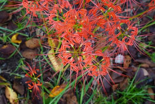 ヒガンバナ ヒガンバナ 彼岸花,植物,花の写真素材