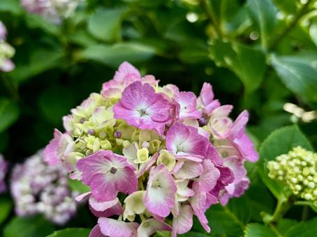 Hydrangea (pink), JPG
