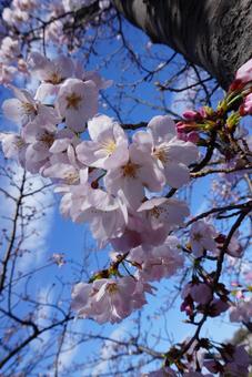 桜 桜の写真