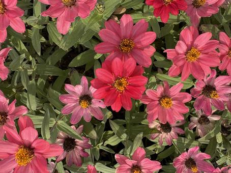 ジニア ジニア,ショッキングピンク,花の写真素材