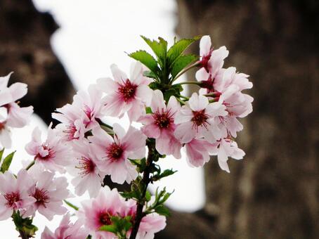 満開を過ぎて 満開を過ぎての写真