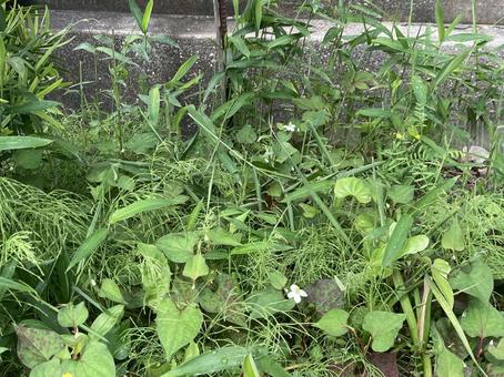 春の雑草 春の雑草の写真