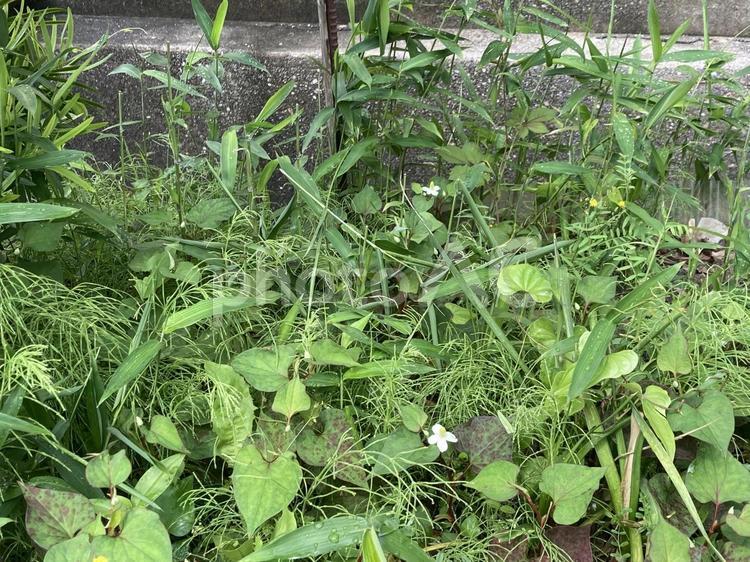 春の雑草 雑草,ドクダミ,スギナの写真素材