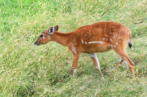 シタツンガ シタツンガ,アフリカ,ウシ目の写真素材