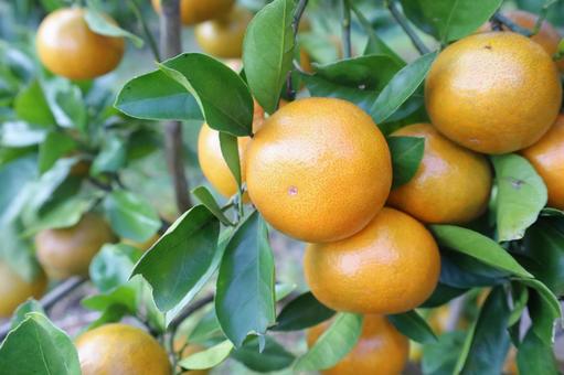 温州みかん 温州みかん,みかん,柑橘の写真素材