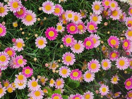 桃色のマーガレットの写真