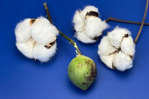 綿花 植物,綿木,綿の花の写真素材