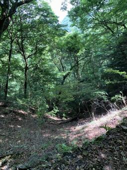 夏の山中を照らす木漏れ日の深い森 森林,山道,木漏れ日の写真素材