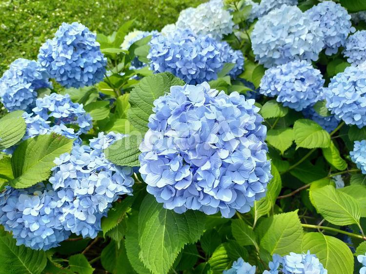 青いあじさい（6月梅雨） アジサイ,あじさい,きれいの写真素材